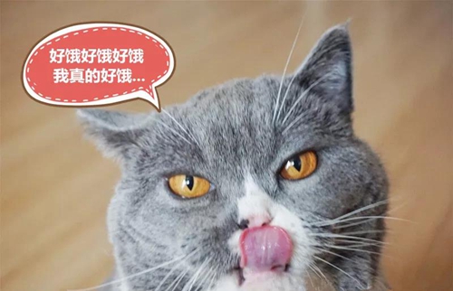 萤石智能可视宠物喂食器:配有C6C无极巡航版摄像头,实现定时定量投喂